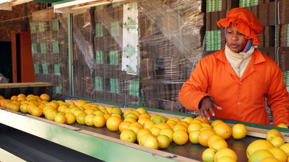 El 72% de los alimentos se pierde en los procesos de manipulación, distribución, almacenamiento y procesamiento. Planta de naranjas.