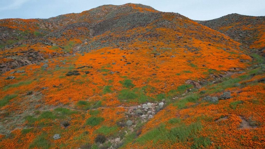 The one unexpected way to see California's 'superbloom' this year