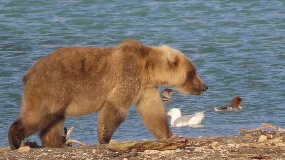 The bear known as "335", a new entry at Fat Bear Week and daughter of two-time winner Holly