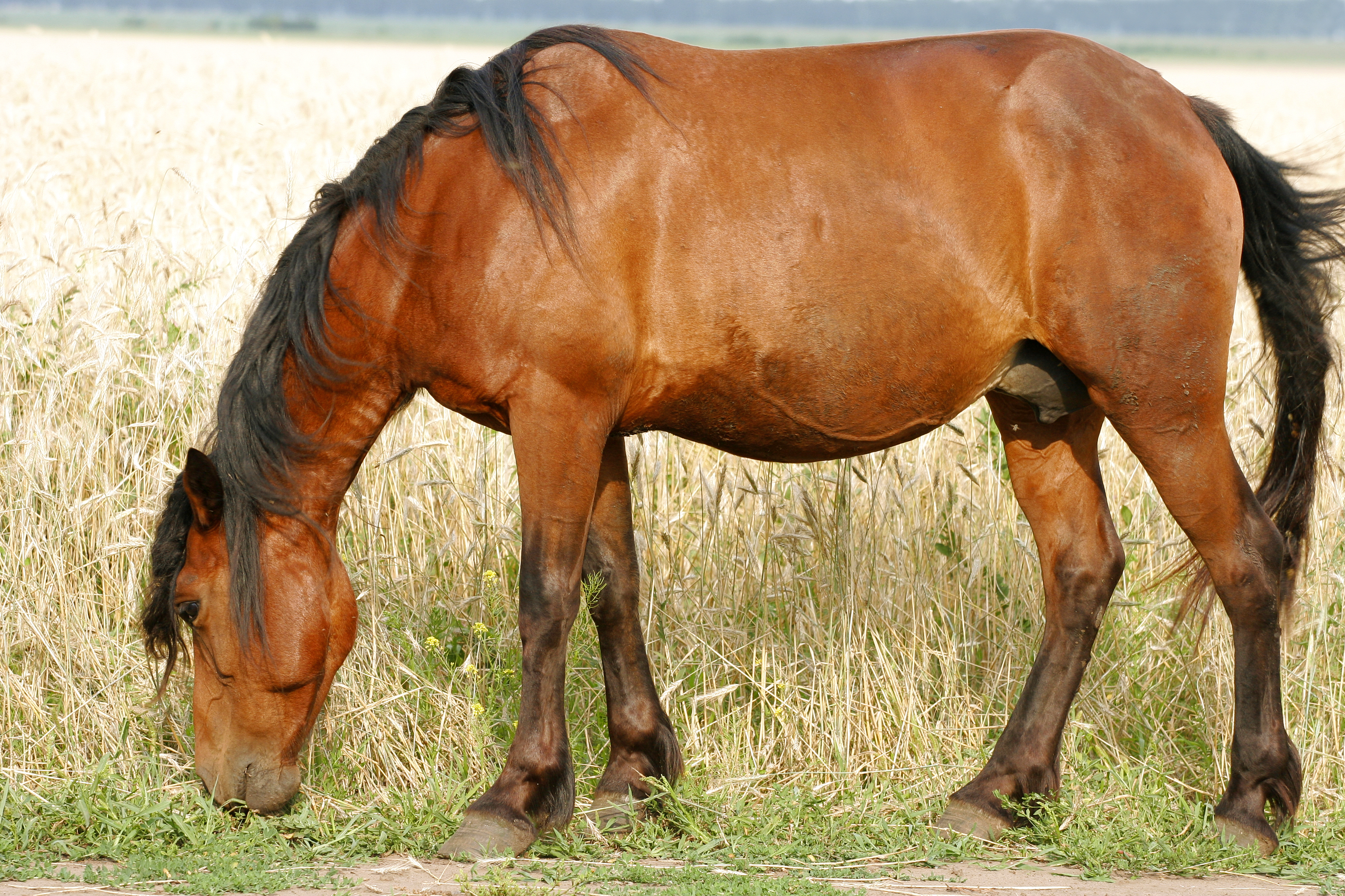El macrauchenia está también emparentado con el caballo, aunque se cree que no comía pasto. Caballo