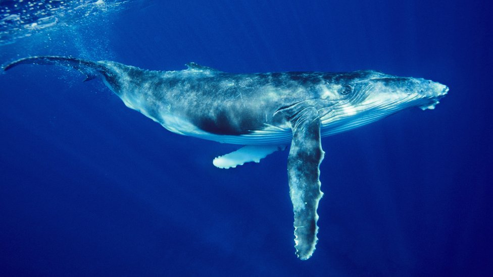 Горбатый кит (^ IMegaptera ^ i ^ Inovaeangliae ^ i) плавает