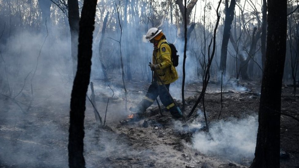 Пожарный тушит лесной пожар в северном пригороде Сиднея Южная Туррамурра. Фото: 12 ноября 2019 г.