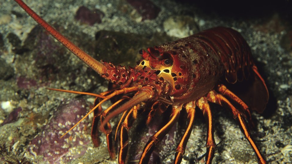 ¿Quizás una langosta? Langosta