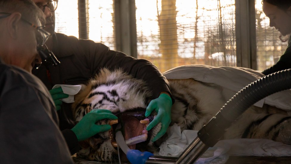 Ветеринары заглядывают тигру в пасть