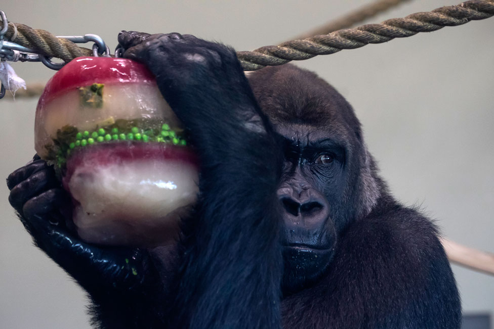 A gorilla enjoys a frozen Christmas treat
