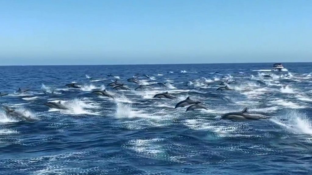 Dolphin stampede wows whale watchers