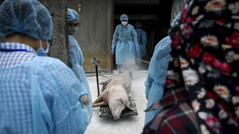 Ветеринары взвешивают мертвую свинью во Вьетнаме перед тем, как закопать ее в карантинной яме