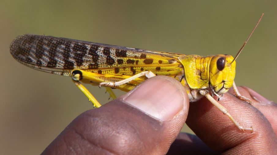 الجراد: لماذا تنذر هذه الحشرات بكارثة في بعض مناطق أفريقيا في 2020؟ - BBC News عربي