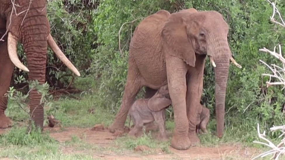 Mother Bora the elephant, with her two new-born calves