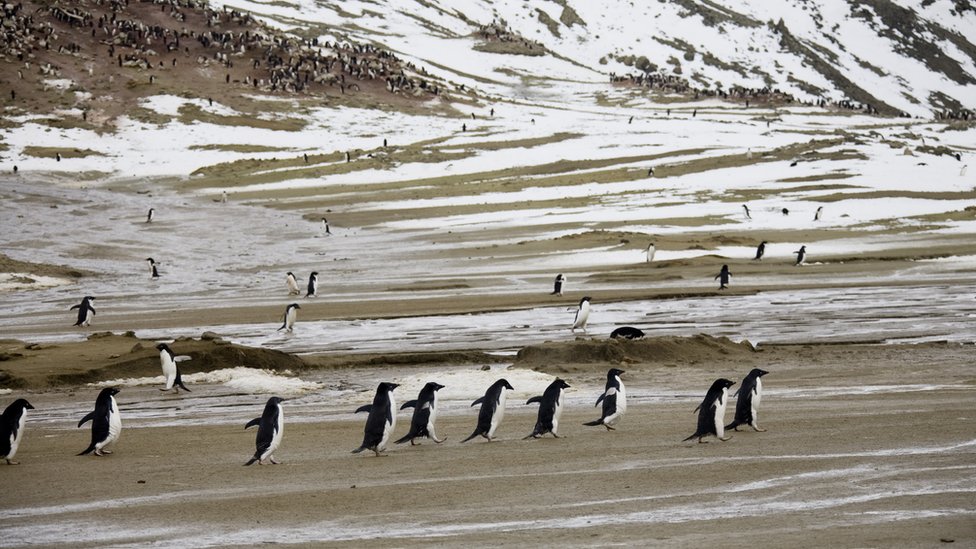 Penguins on Seymour Island, Antarctica