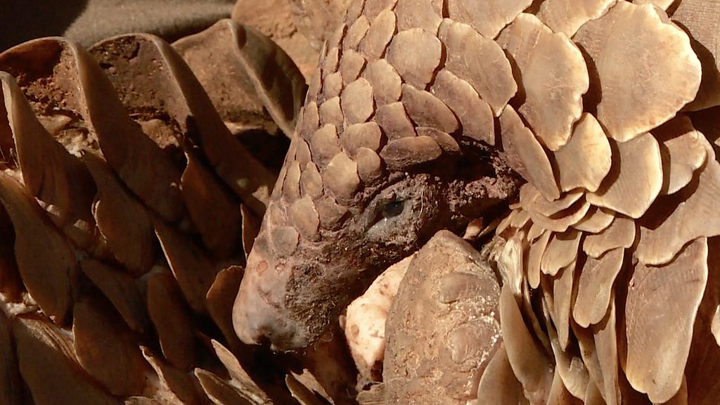 How South African police are tackling pangolin smugglers