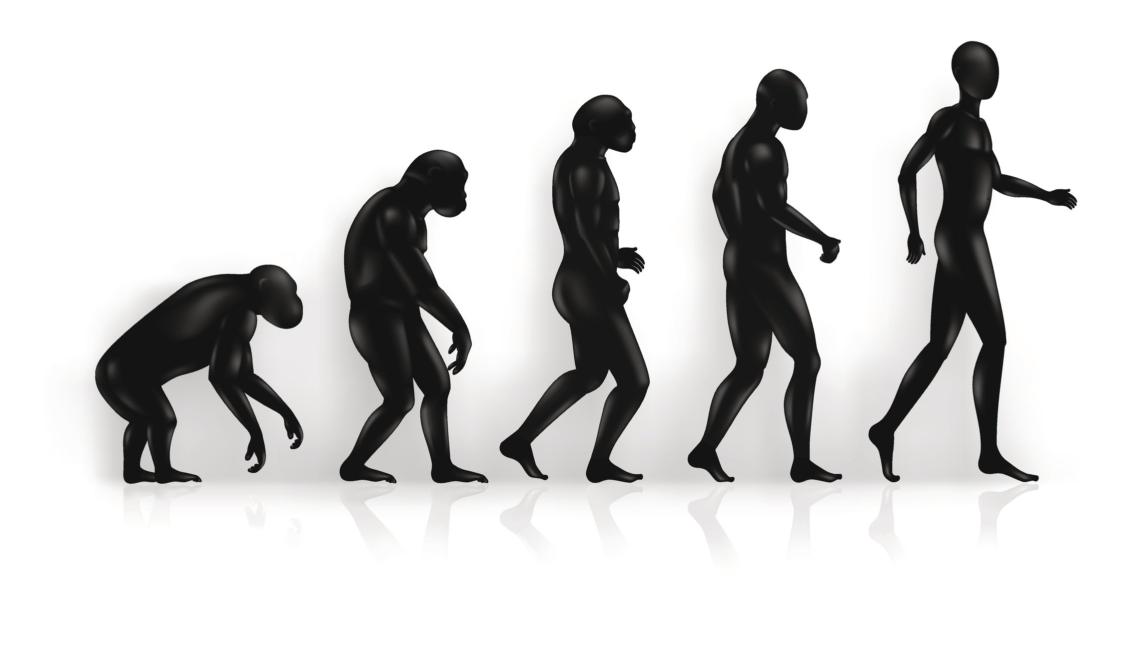 La evolución del ser humano