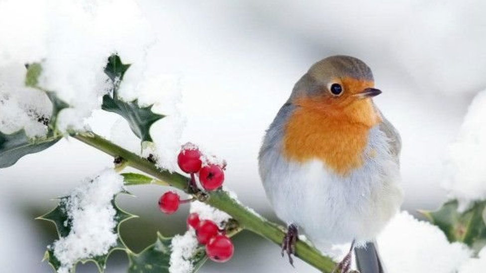 雪中的知更鳥（圖片來源：Andrew Howe / Getty Images）
