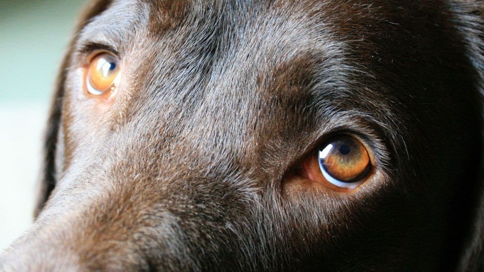 دراسة علمية تؤكد أن الكلاب طورت نظرات عينيها لاجتذاب البشر