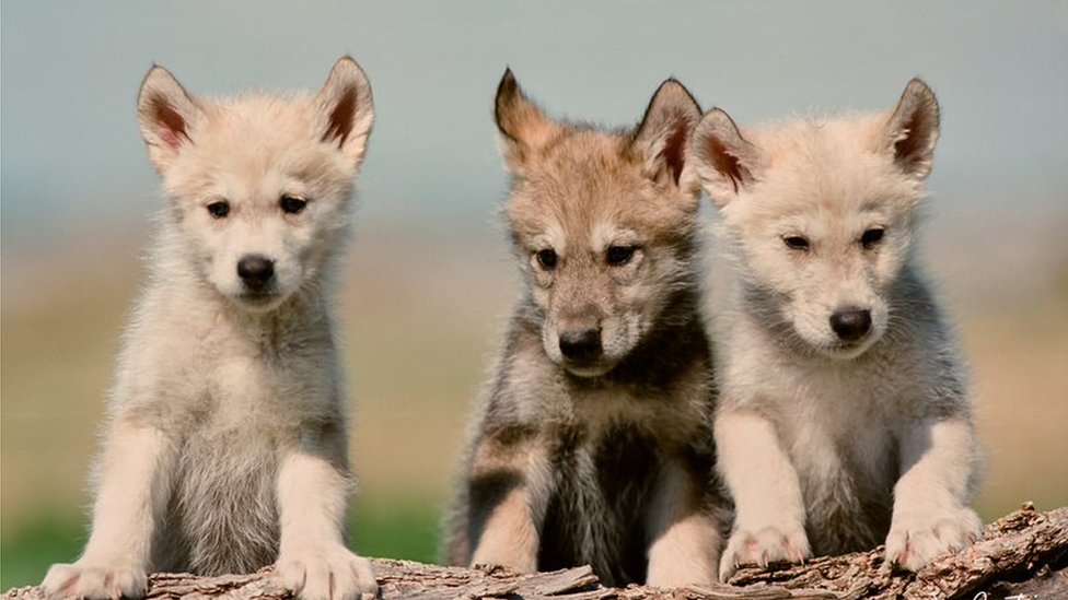 Wolf cubs
