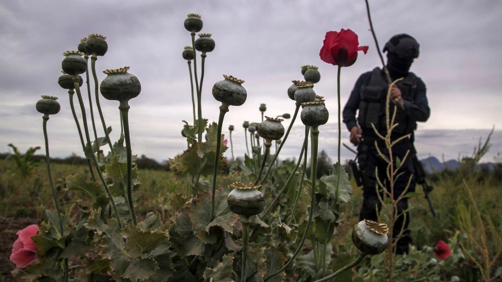 Cultivos de amapola y marihuana en México NO USAR / BBC