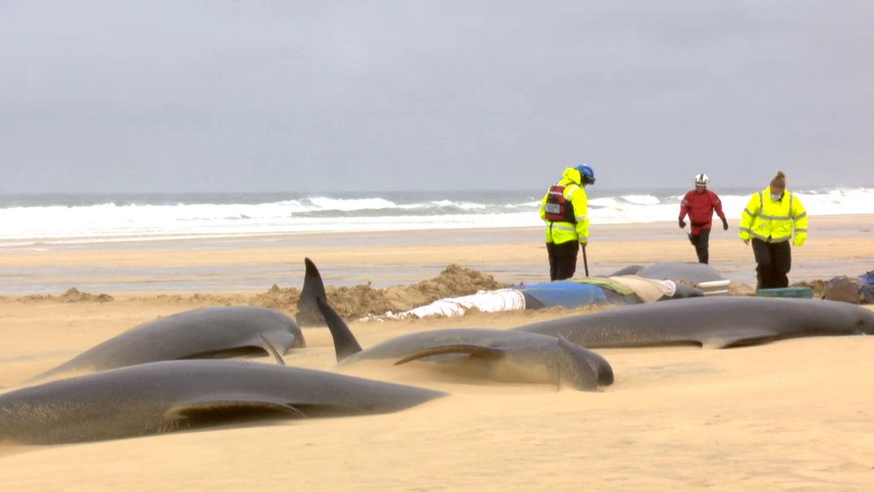 Ballenas