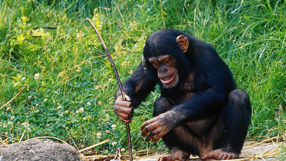 Chimp digging with a tool
