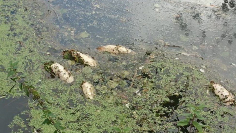 Мертвая рыба в реке Фром