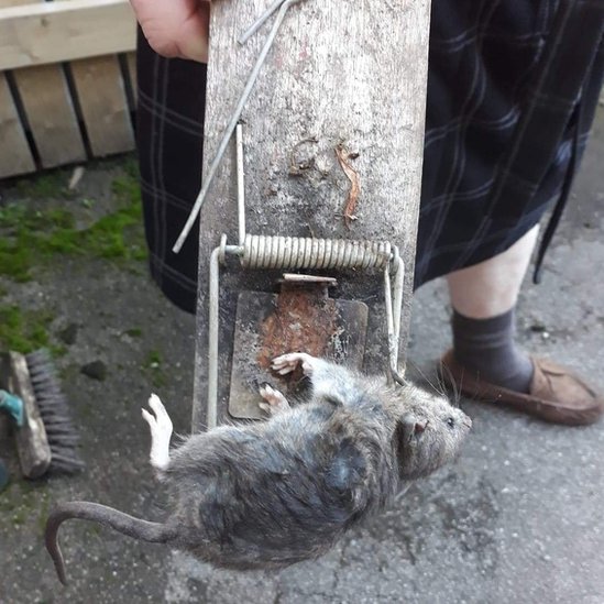 Крыса поймана на Девонширской террасе