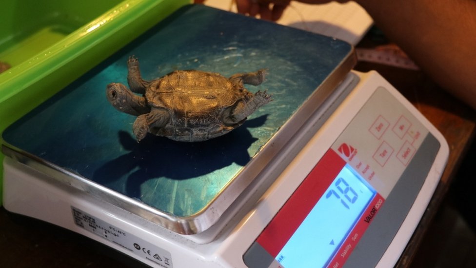 Техники измеряют и взвешивают детенышей черепах, которые вылупились в этом году на Галапагосских островах