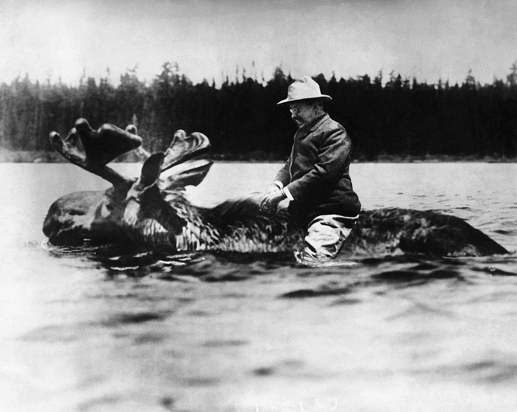 Teodoro Roosevelt, vigésimo sexto presidente de EE.UU., montado en un alce.