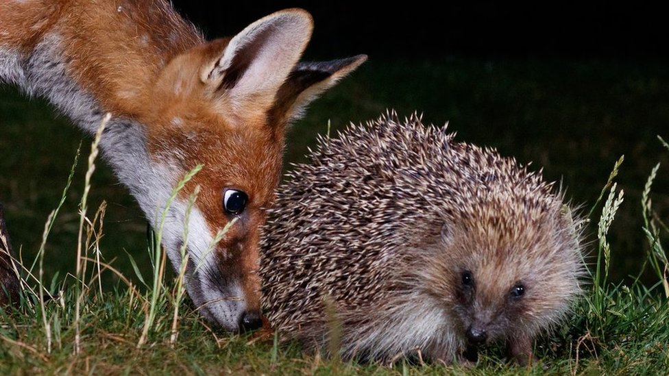 Garden photography reveals a world of hedgehogs and foxes - BBC News