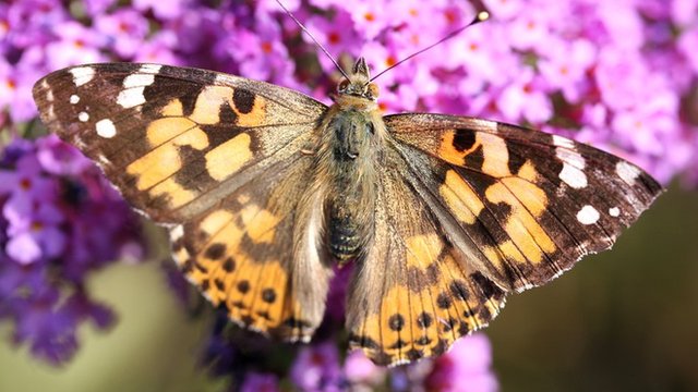 Pollinating insects to be helped through new project - BBC Newsround