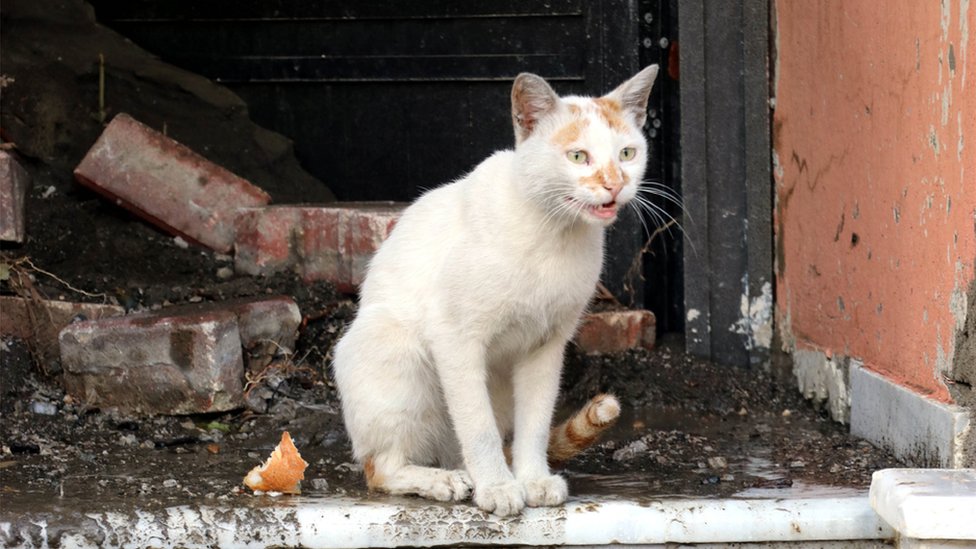 4 Nisan Sokak Hayvanları Günü: Türkiye'de sokak hayvanları ne durumda ve neden tartışılıyor?