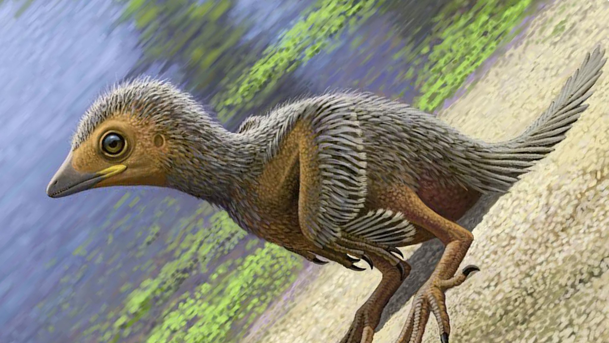 Baby bird fossil is 'rarest of the rare' - BBC News