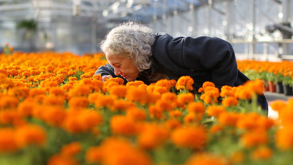 Una mujer huele las flores de cempasúchil.
