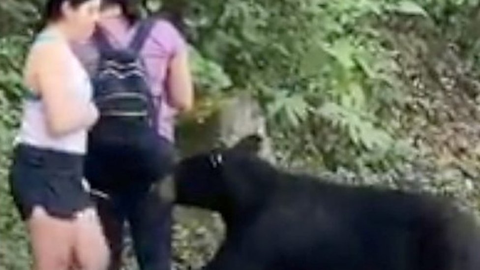 A black bear paws at a women's calf