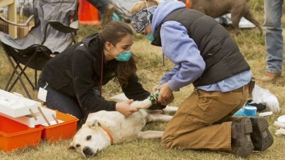 Seekor anjing di Butte County dirawat tim dokter hewan darurat karena telapak kakinya terbakar.