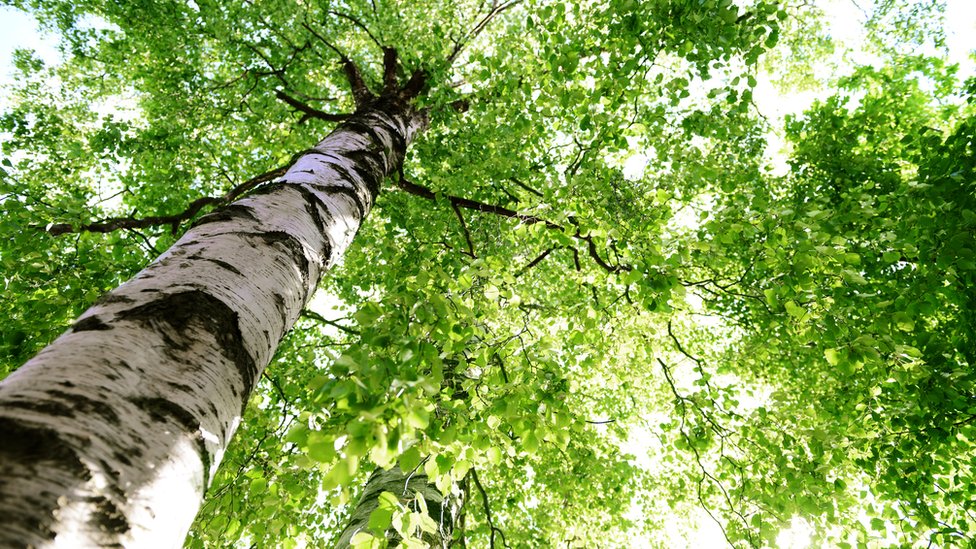 La acetona era hecha de maderas como la de abedul, pero los británicos tenían que importarla. En tiempos de guerra, era urgente encontrar la manera de producirla en casa. abedul