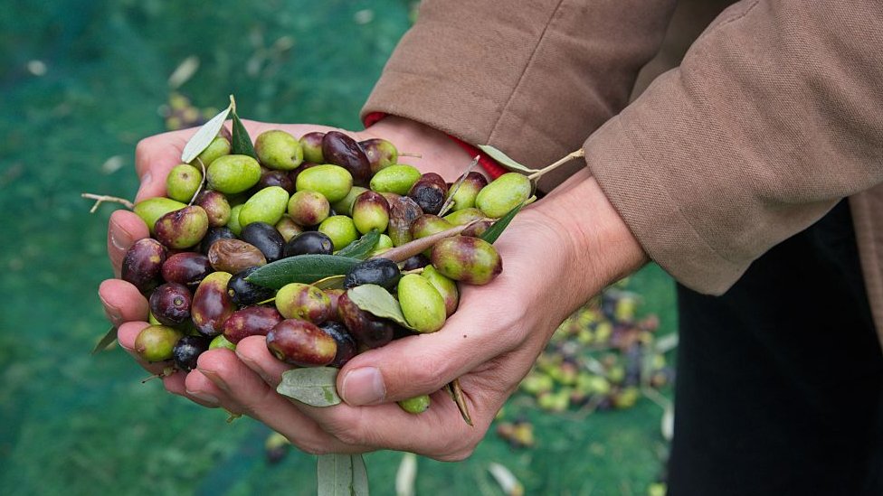 La mayoría de las aceitunas del mundo proviene del Mediterráneo. Aceitunas