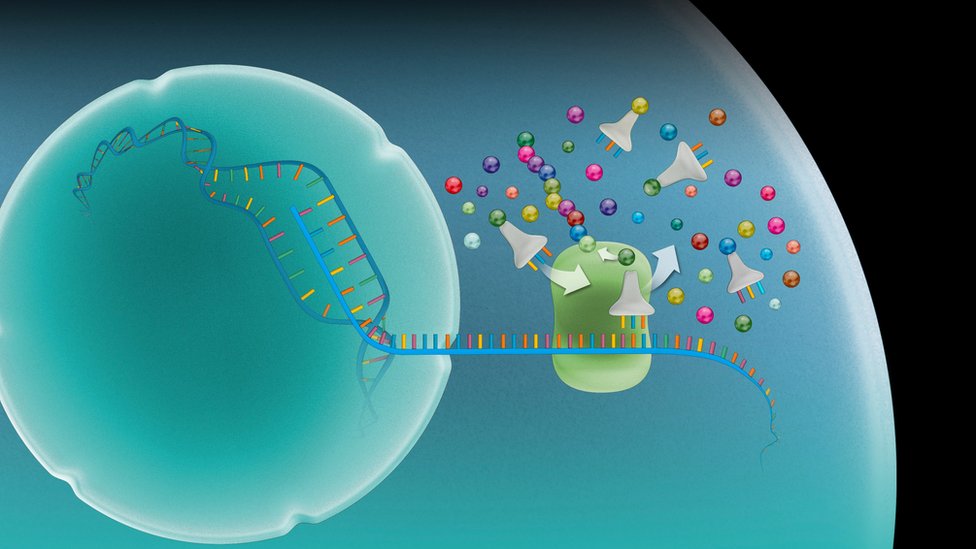 Ilustración del papel del ARN mensajero que transporta instrucciones genéticas desde el núcleo de la célula hasta el ribosoma donde se elaboran las proteínas (derecha).