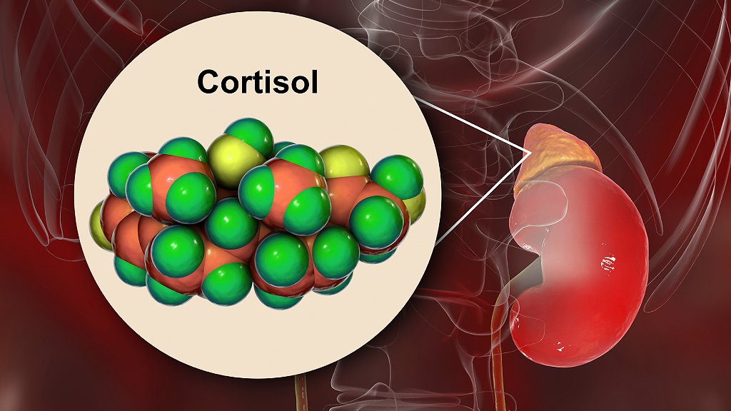 Ilustración de la molécula de hormona cortisol y glándula suprarrenal.