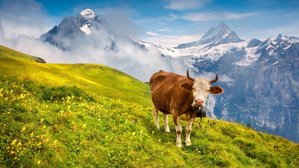 Vaca y pasto