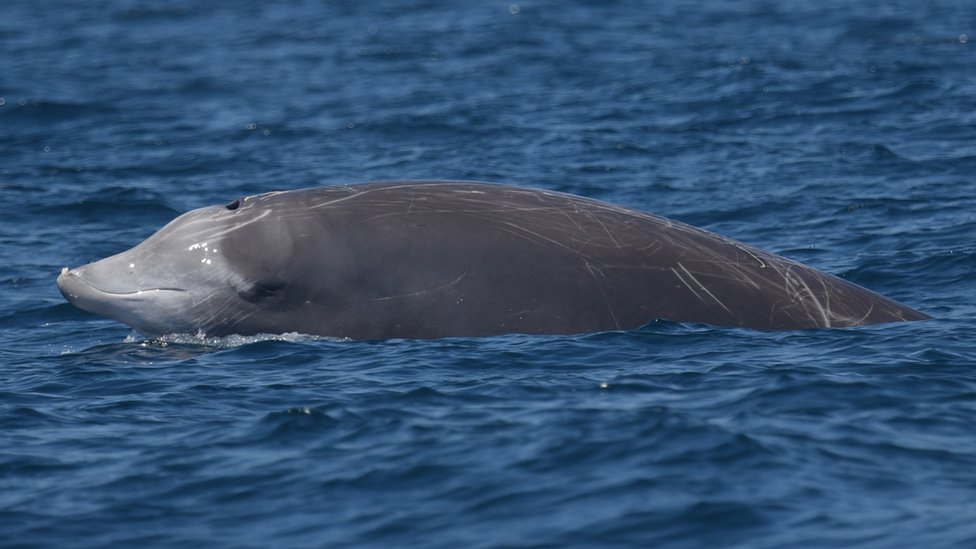 клювый кит