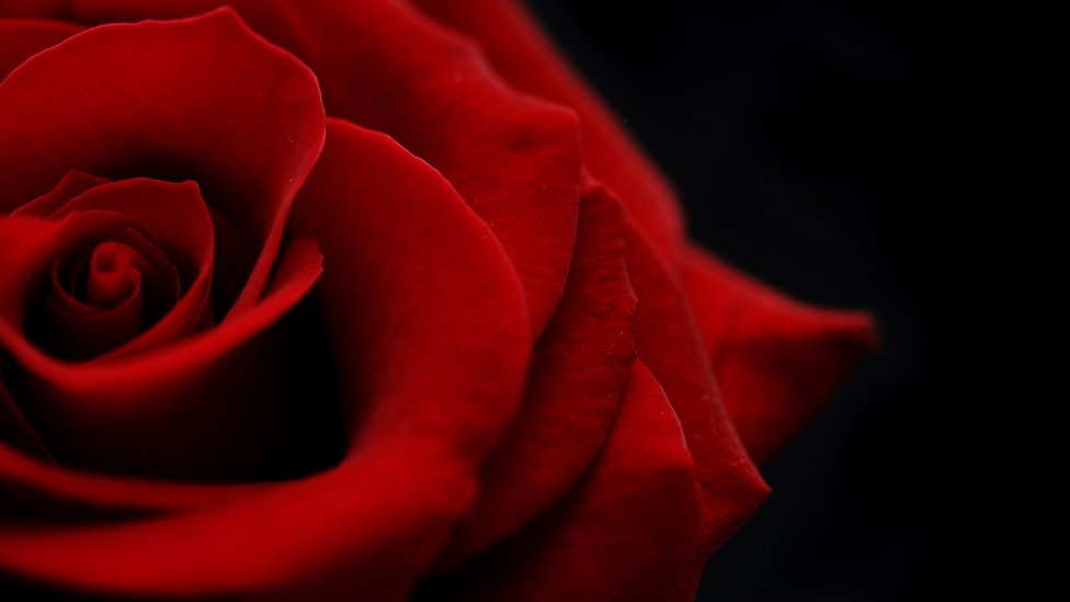 "La realidad de la flor estalla con una fuerza que no te es familiar". Rosa