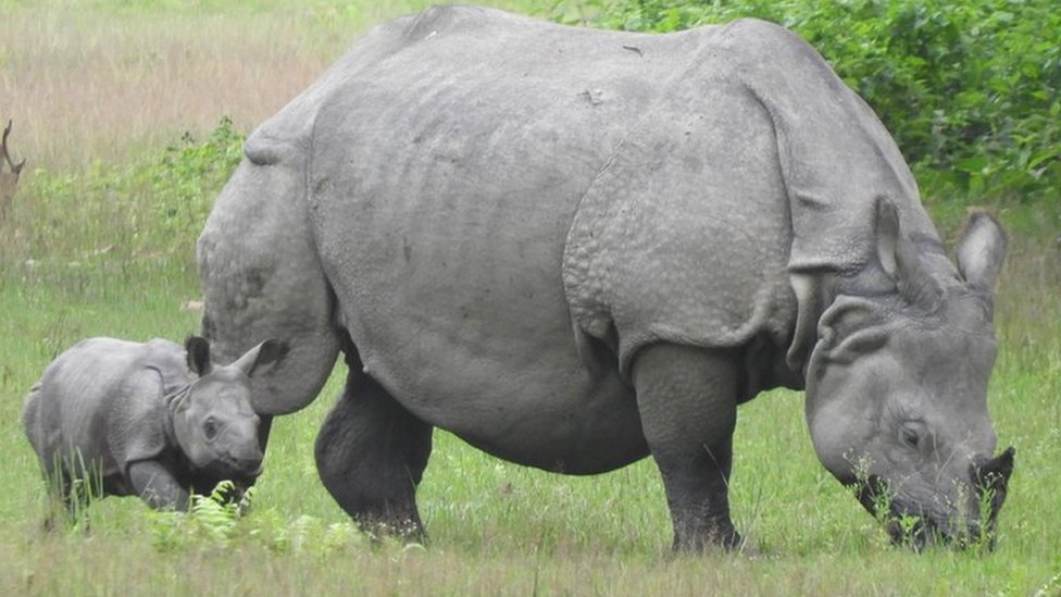 Nepal rhino numbers rise in &#39;exciting&#39; milestone - BBC News