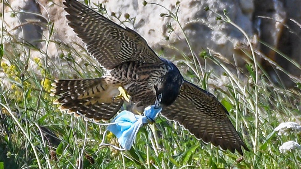 Download Peregrine Falcon Talons Tangled In Discarded Face Mask Bbc News PSD Mockup Templates