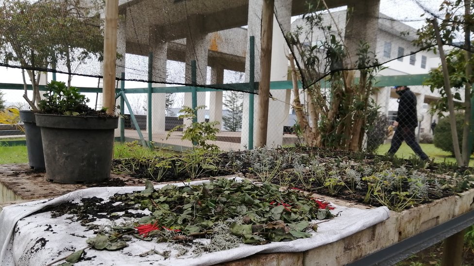 Вид на лекарственные растения, выращенные в Межкультурной больнице в городе Нуэва Империал