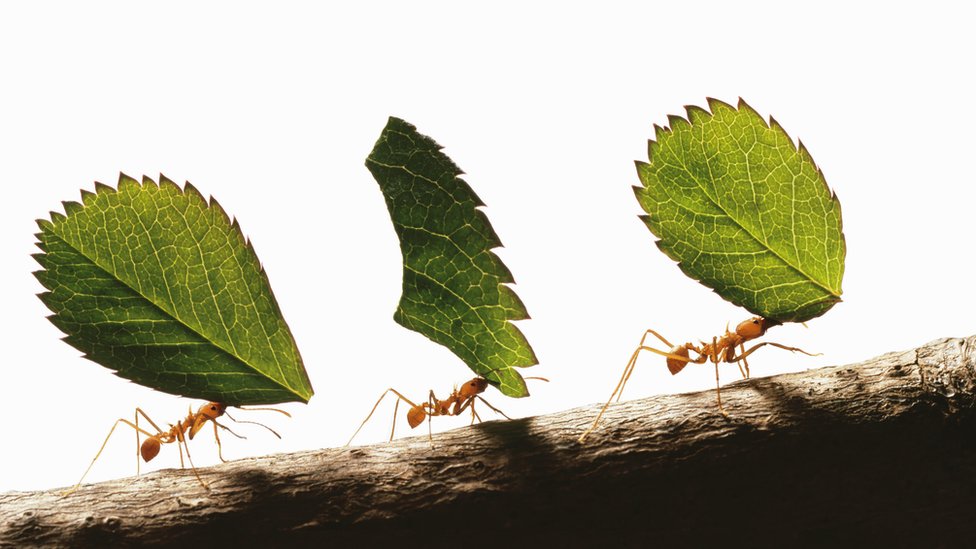 Hormigas trabajan juntas