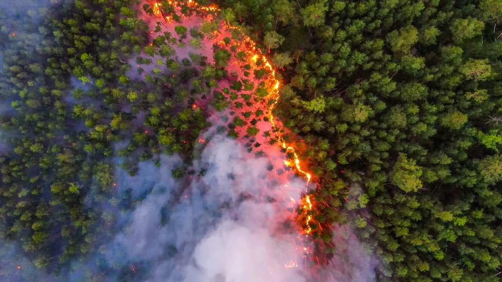 Forest fire in Siberia