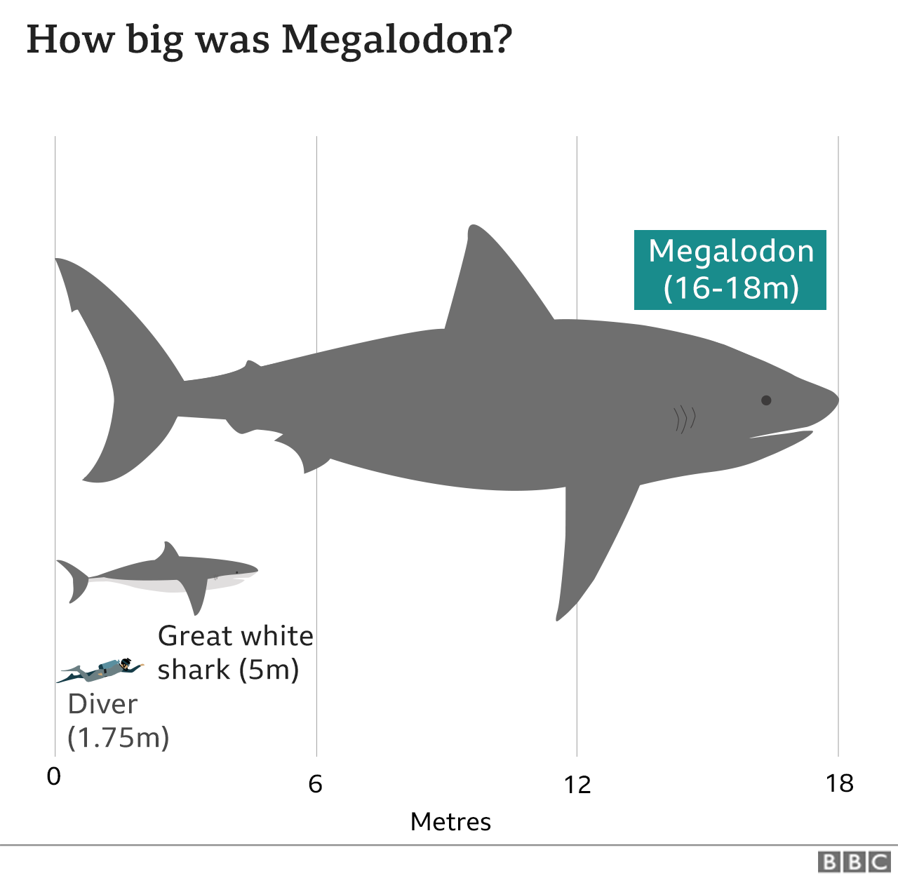 Graphic showing the Megalodon was a maximum of 16-18 metres long, while great white sharks are 5 metres and humans about 1.75 metres