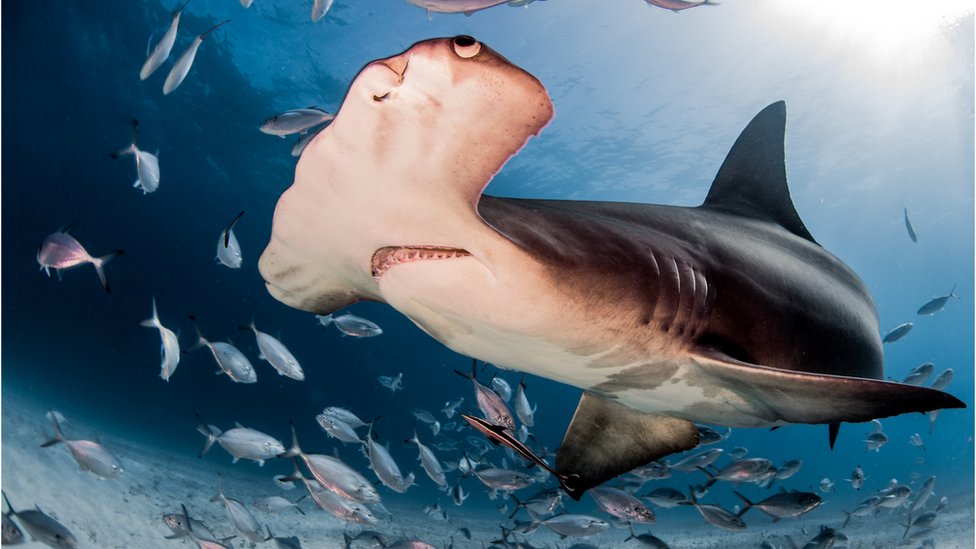 Hammerhead sharks primarily feed on smaller fish, and they also have a taste for squid, stingrays, and eels.