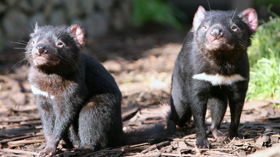 WWF_Australia on X: Say hello to the Tasmanian devil! Did you