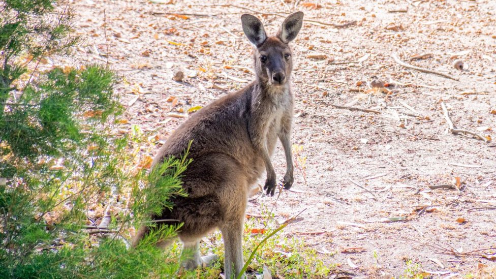Национальный парк долины Эйвон дикий кенгуру в Западной Австралии (стоковое изображение)