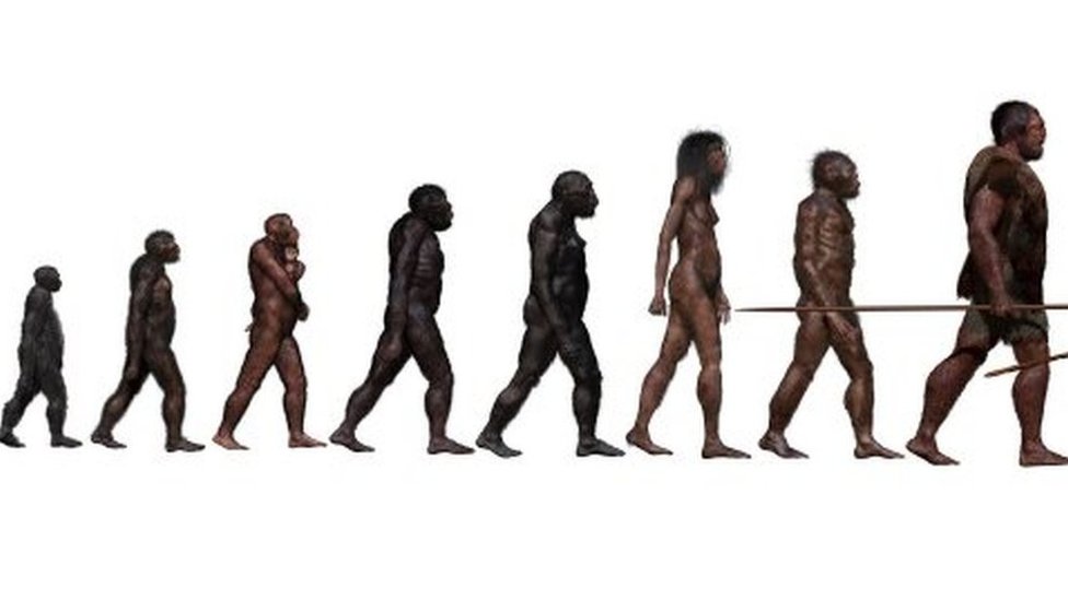 Fases de la evolución humana.